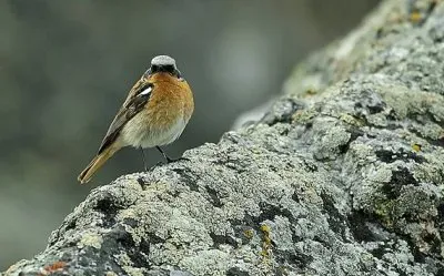 Codirosso di Eversmann