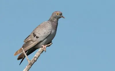 פאזל של Colombella occhi gialli