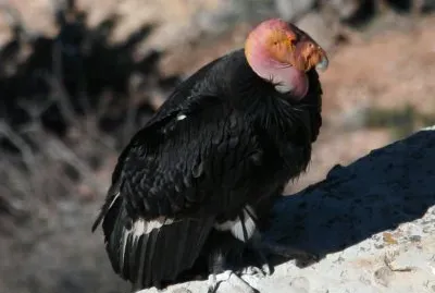 פאזל של Condor della california