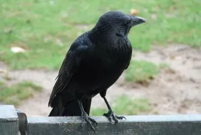 Cornacchia nera