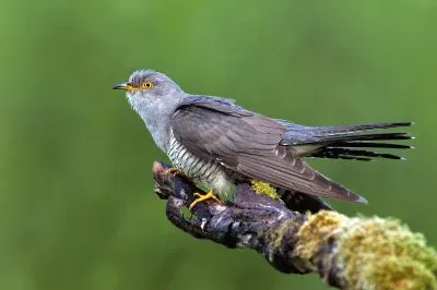 Cuculo