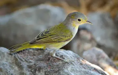 Dendroica gialla