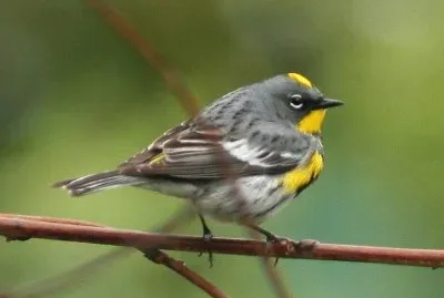 Dendroica coronata