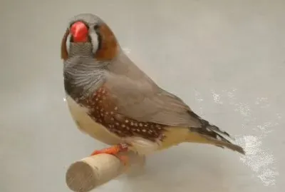 Diamante mandarino inglese