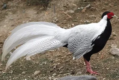 פאזל של Fagiano argentato