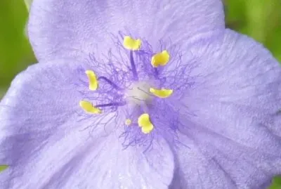 Small purple flower1