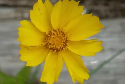 Yellow flower1