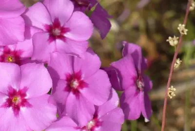 Phlox1
