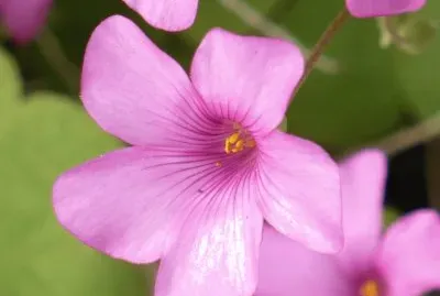 Oxalis (shamrock flower)