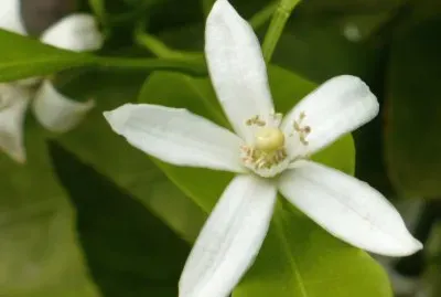 Orange blossom