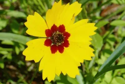 Yellow flower2