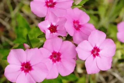 Phlox1
