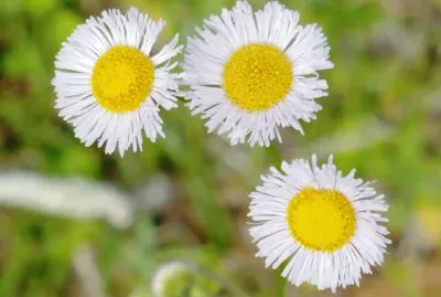 Small daisy-type flower1