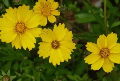 Yellow flowers1