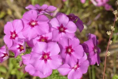 Phlox2