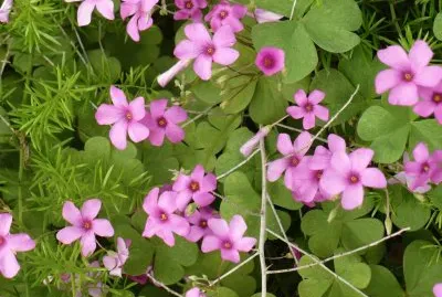Oxalis (shamrock flower)1