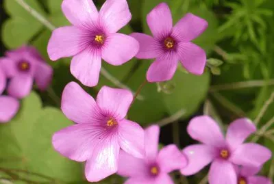 Oxalis (shamrock flower)2