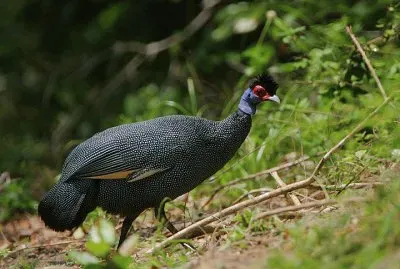 Faraona crestata