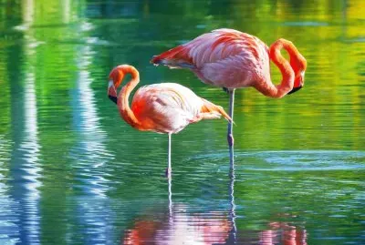 Fenicottro rosa al trasimeno