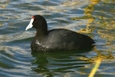 Folaga crestata