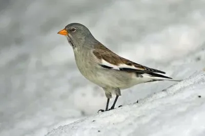 פאזל של Fringuello alpino