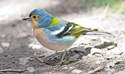 Fringuello blu delle canarie