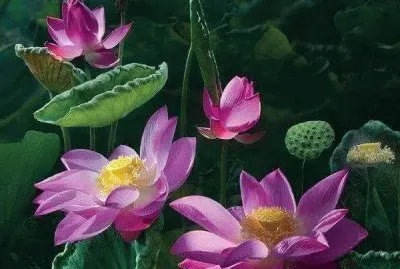 imagem jigsaw puzzle