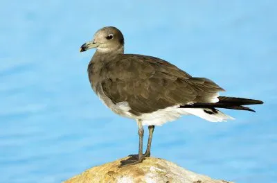 Gabbiano dal collare