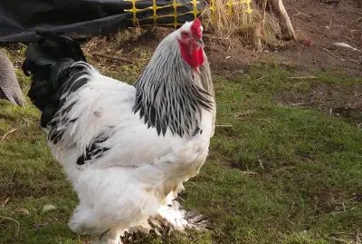 Gallina brahma
