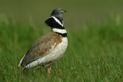 Gallina prataiola