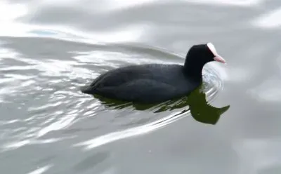 Gallinella d 'acqua
