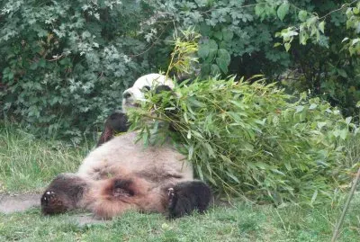 Panda