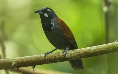 Garrulo gola nera