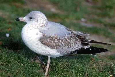Gavina americana
