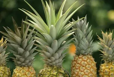 PiÃ±a