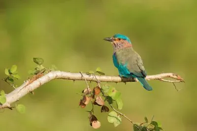 פאזל של Ghiandaia marina indiana