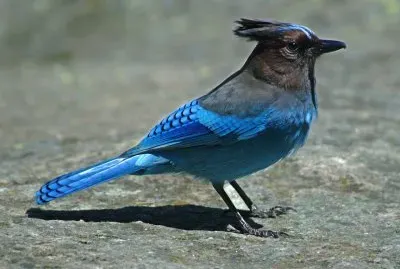 פאזל של Ghiandaia di Steller