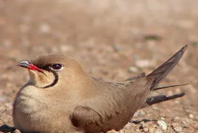 Glareola pratinicola
