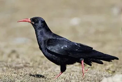 Gracchio corallino