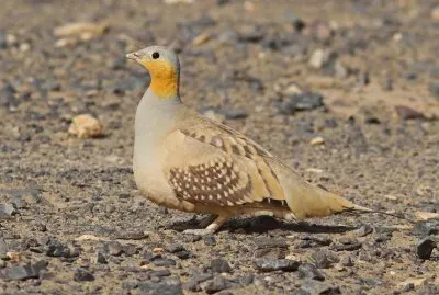 Grandule del Senegal