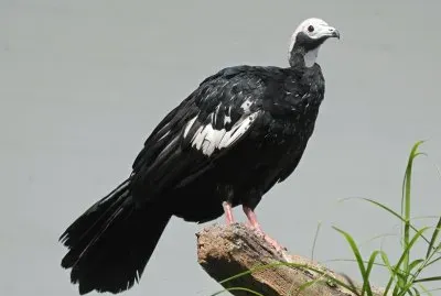 Guan fischiatore di Trinidad