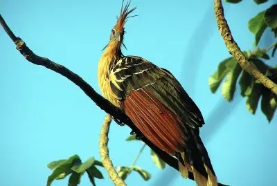 Hoatzin