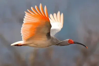 Ibis crestato