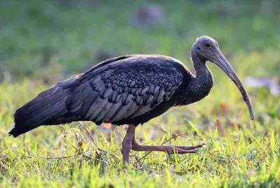 Ibis gigante