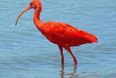 Ibis rosso