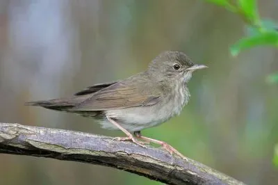 פאזל של Locustella fluviatile