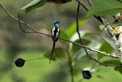 Loddigesia