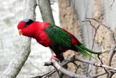 Lorichetto di Papua