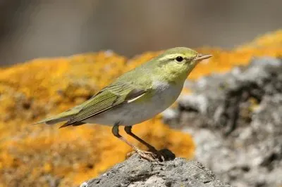 פאזל של Lui verde