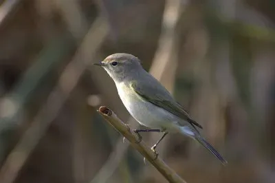 פאזל של Lui piccolo siberiano
